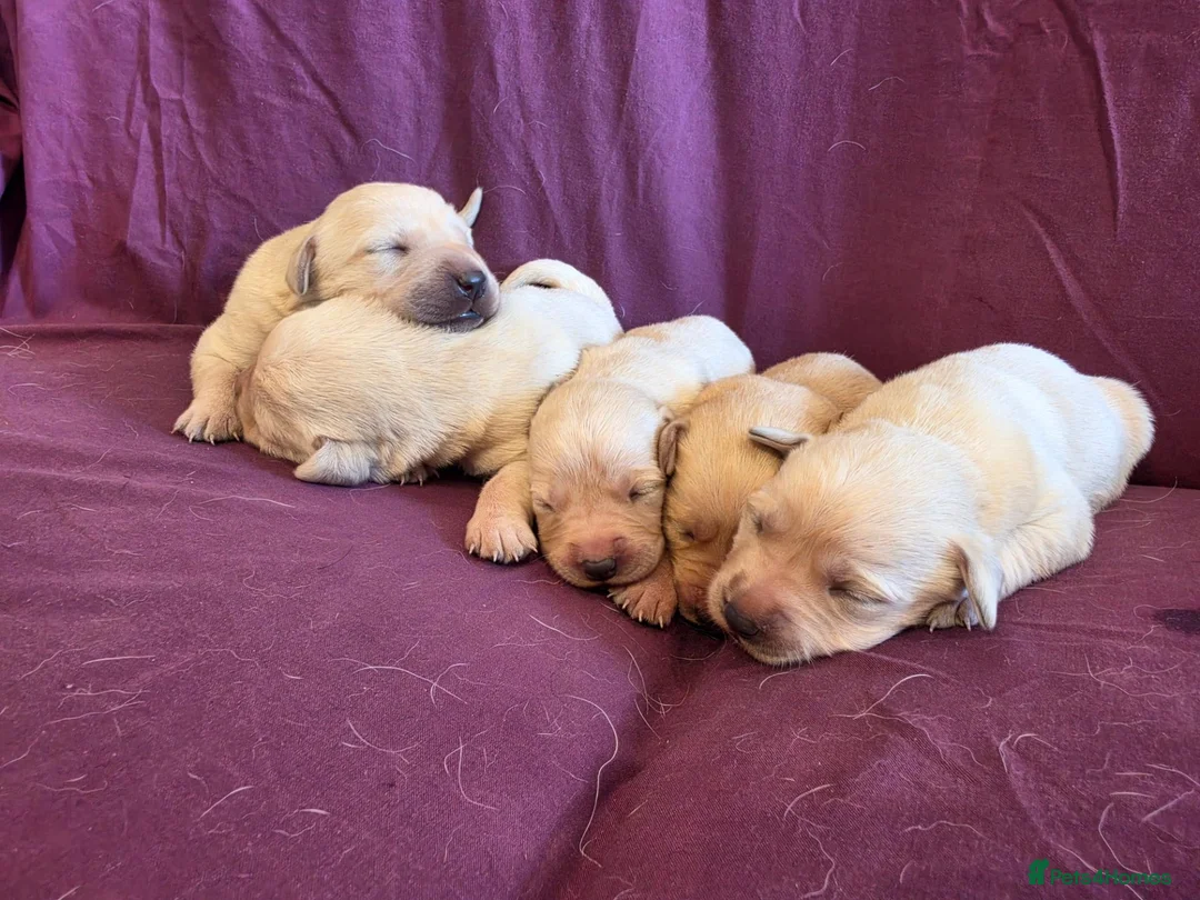 Goldador dogs for sale: Gorgeous KC Line Goldador Puppies 🐾  - Advert 1