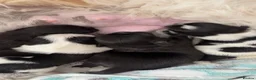 Shih Tzu dogs for sale: Beautiful Shihtzu pups 🐶 - Advert 10