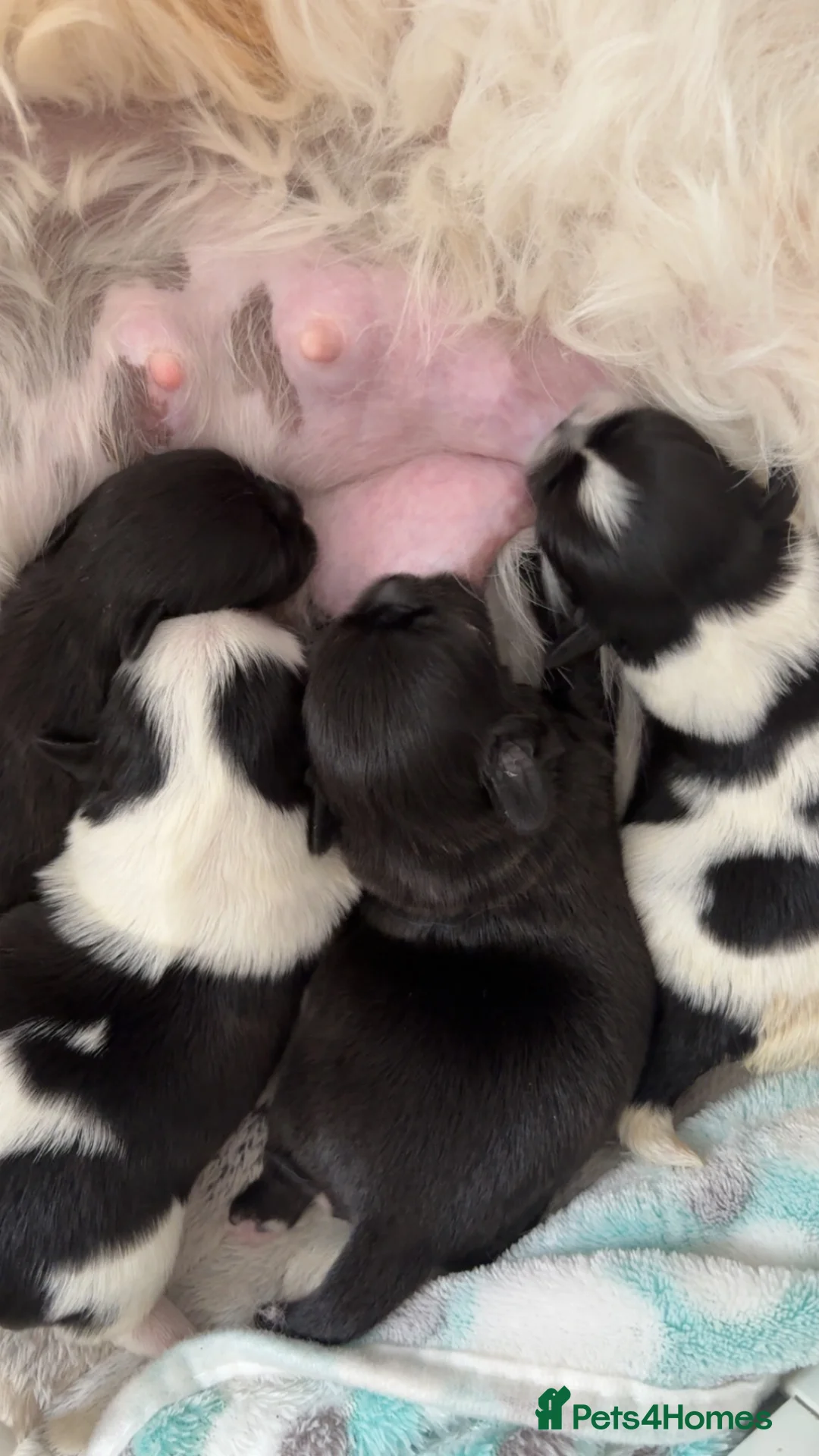 Shih Tzu dogs for sale: Beautiful Shihtzu pups 🐶 - Advert 10