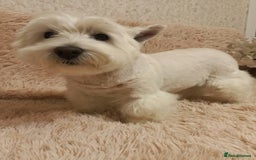 West Highland Terrier dogs for adoption: Tina: The Little Yorkie  - Image 4