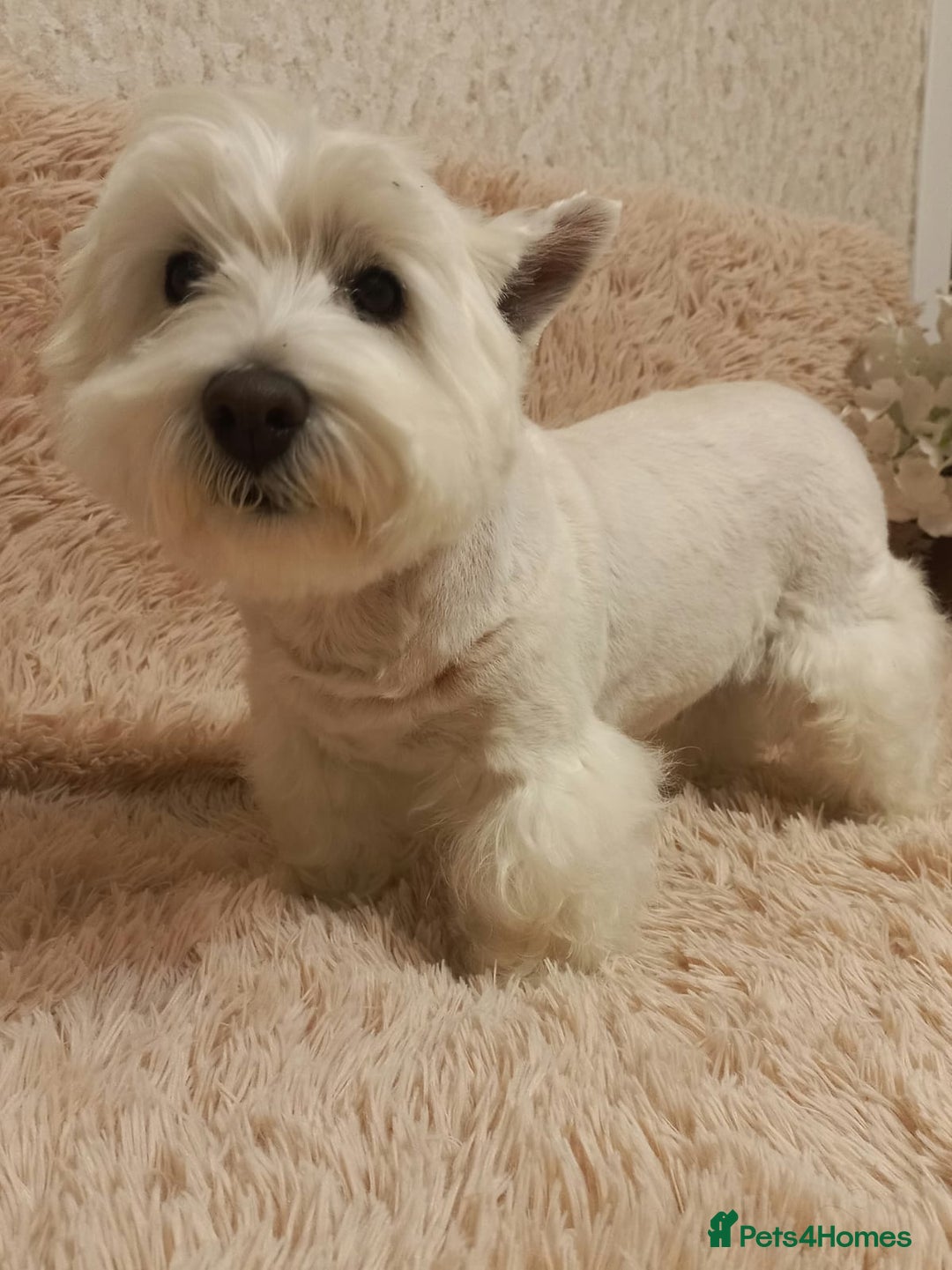 West Highland Terrier dogs for adoption: Tina: The Little Yorkie  - Image 4