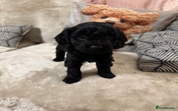 Cockapoo dogs for sale: Cockapoo puppies for sale  - Image 7