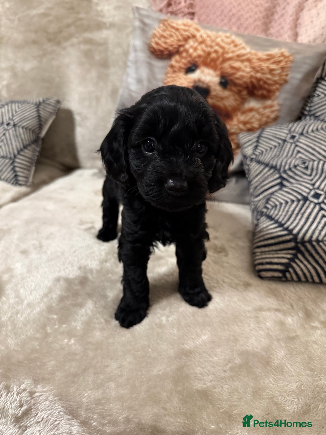 Cockapoo dogs for sale: Cockapoo puppies for sale  - Image 7