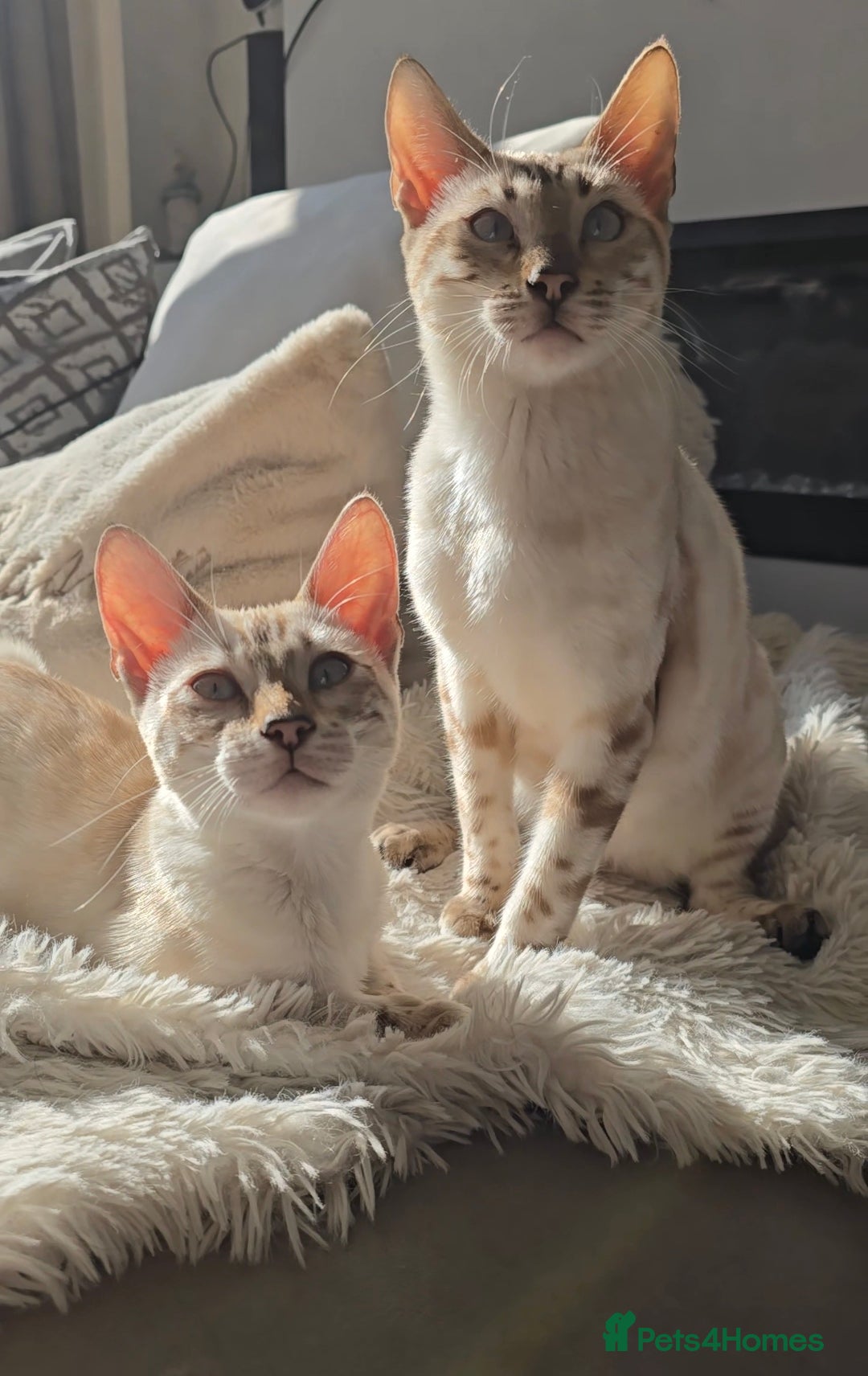 Bengal cats for sale: ✨ Planned Litter – Luxury Snow Bengals | Spring ✨ - Advert 15