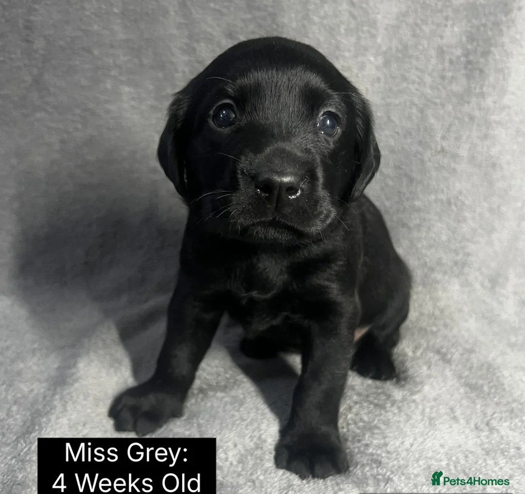Labrador Retriever dogs for sale: 🖤🤎Superb, Kc Reg, Health Tested, Lab Pups🤎🖤 - Advert 28
