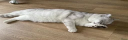 Mixed Breed cats for sale: Beautiful 2 years old Chinchilla x Bengal cat - Advert 4