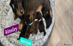 Dachshund dogs for sale: Beautiful Daxis - Advert 3