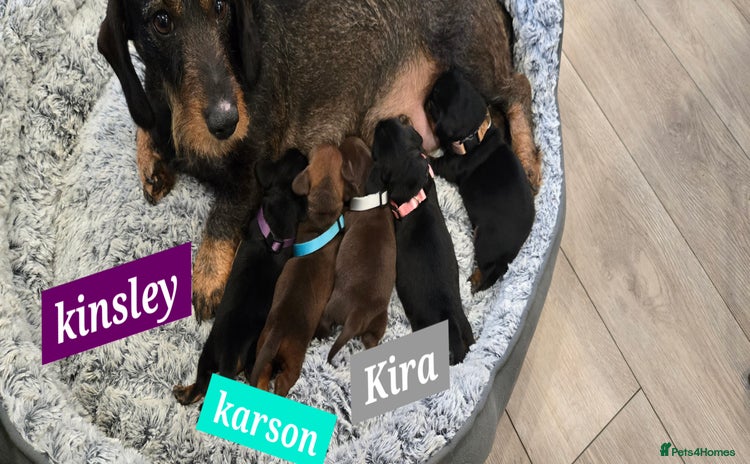 Dachshund dogs Beautiful Daxis - Advert 1