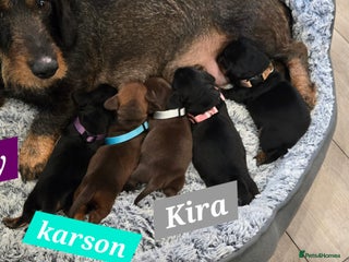 Dachshund dogs Beautiful Daxis - Advert 1