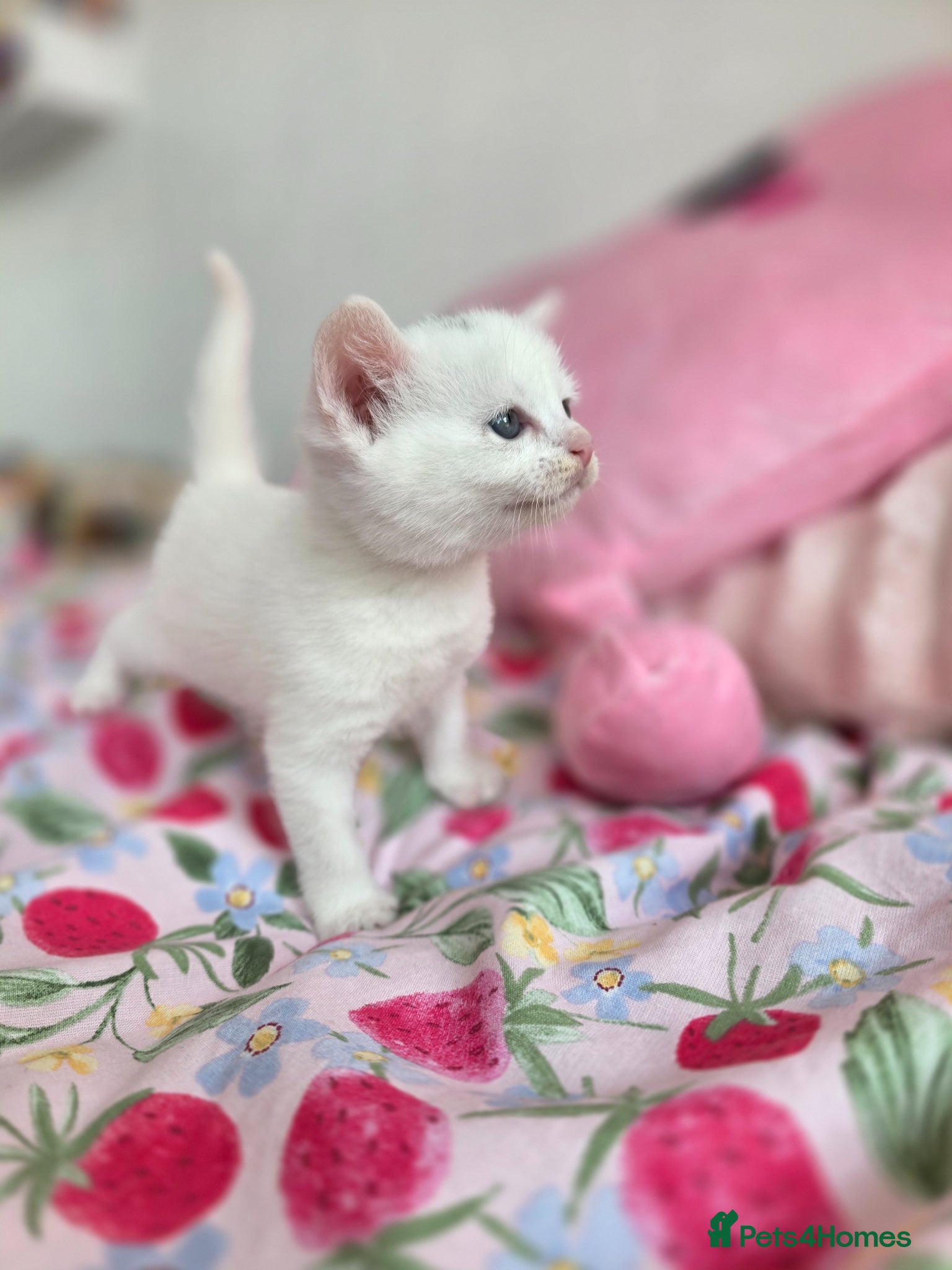 Mixed Breed cats for sale: 🩷🐈‍⬛All kittens are now reserved. - Advert 3