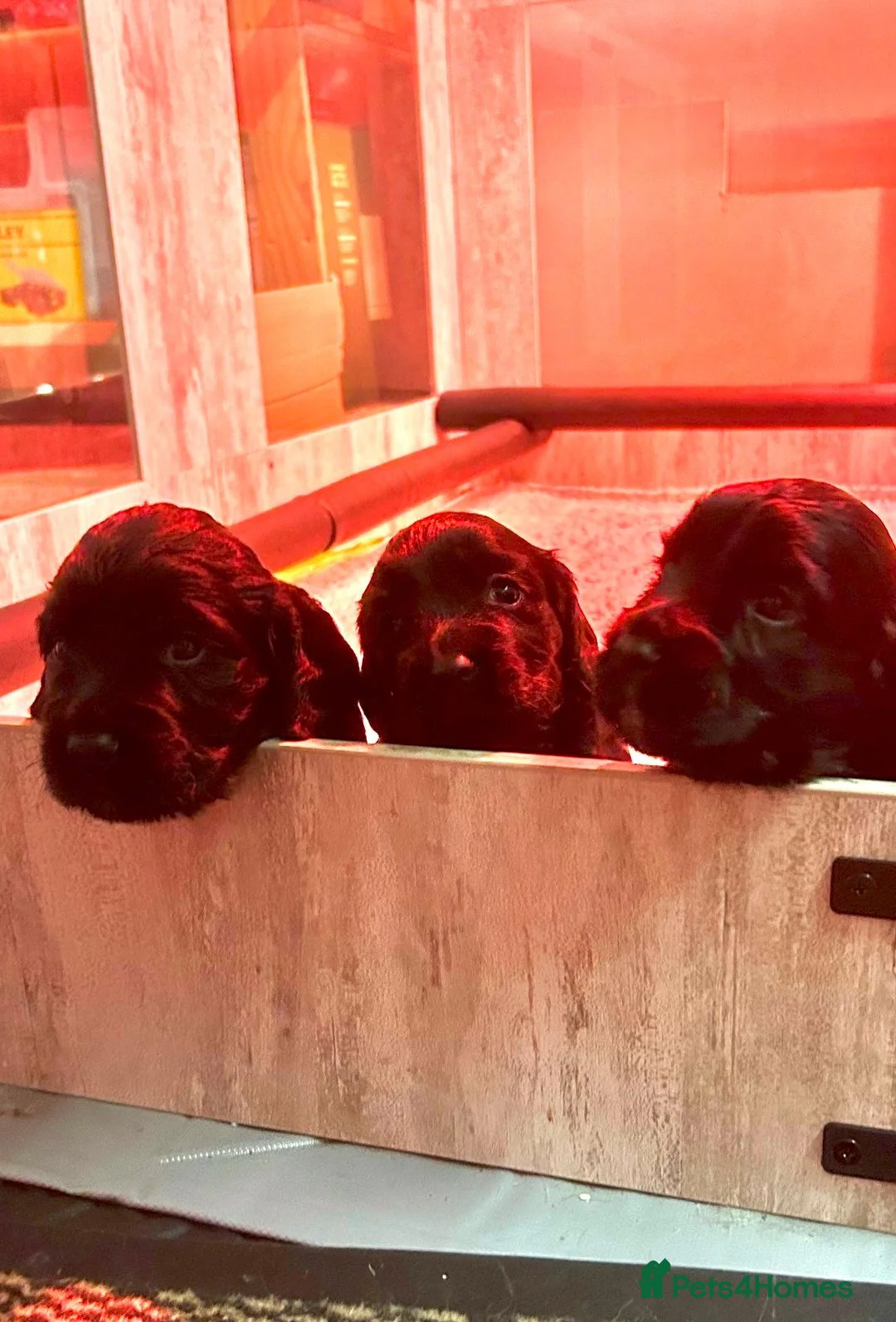 Cocker Spaniel dogs for sale: KC REG WORKING COCKER SPANIEL PUPPIES - Advert 2