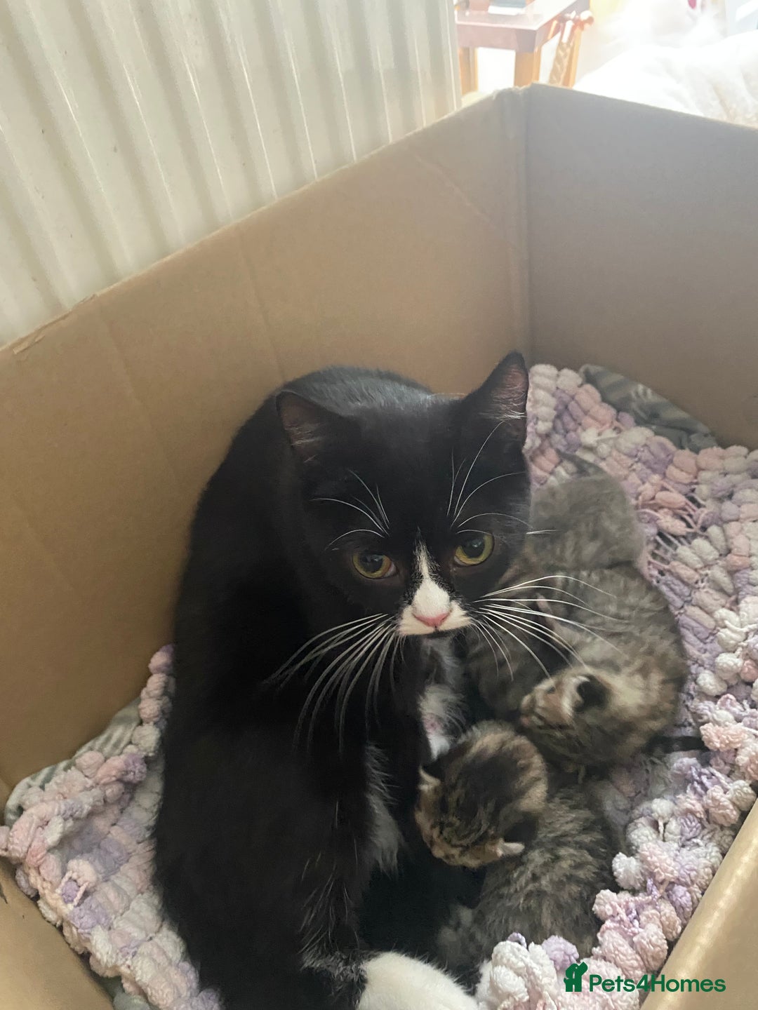 British Shorthair cats for sale: 4 beautiful kittens - Image 16