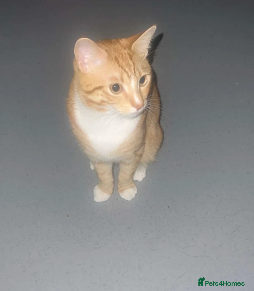 Mixed Breed cats for sale: Ginger/Bengal kitten  in Feltham - Advert 2