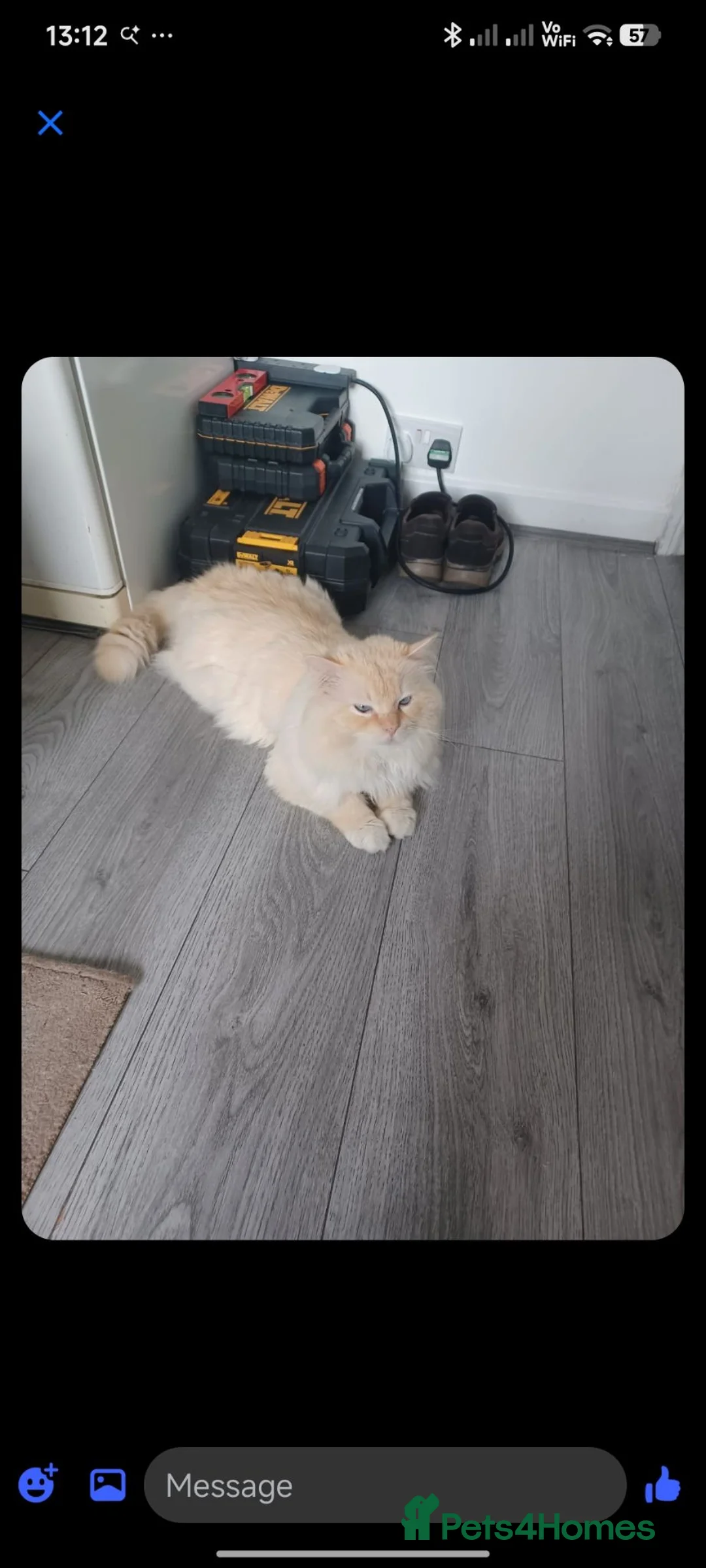 Ragdoll cats for stud: 🐱 Stud Available – Ragdoll (West Midlands) - Advert 6