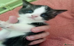 British Shorthair cats for sale: 2 boy kittens for sale - Image 6