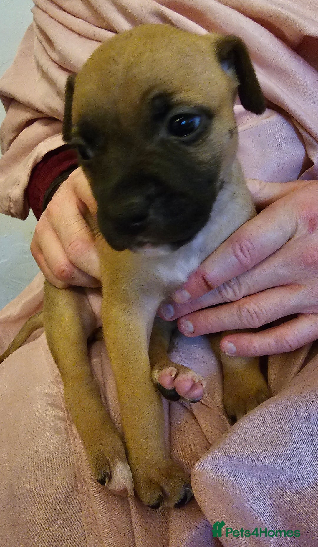 Bullmastiff dogs for sale: Bullmastiff puppies  - Image 9