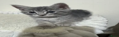 Domestic Shorthair 5