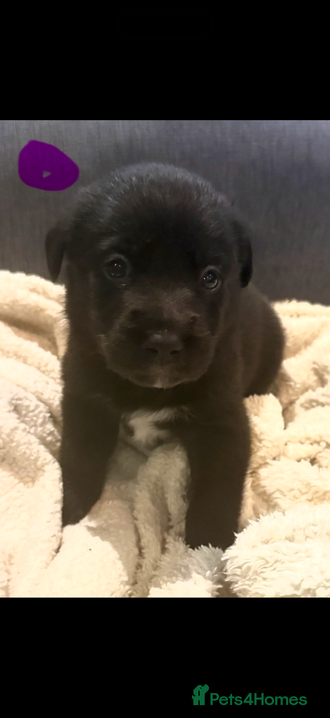 Borador dogs for sale: Perfect addition to any family 🐶🐾 - Advert 13