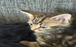 Mixed Breed cats for sale: Beautiful kitten  - Image 6