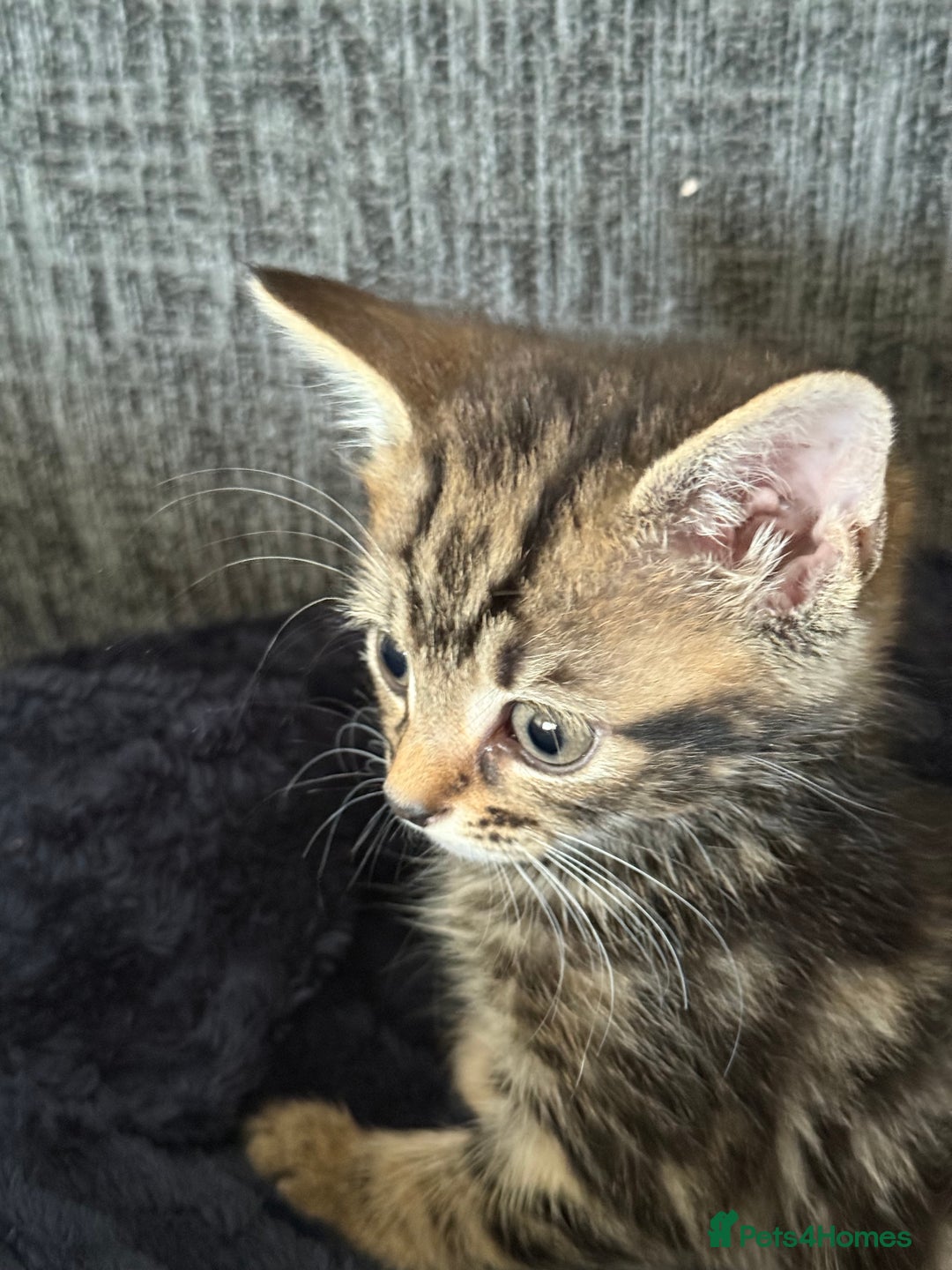 Mixed Breed cats for sale: Beautiful kitten  - Image 6