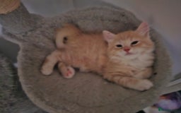 Ragdoll cats for sale: Ragdoll kittens - Image 6