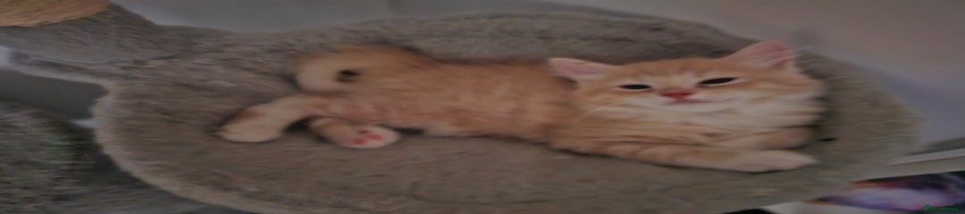 Ragdoll Kitten 1