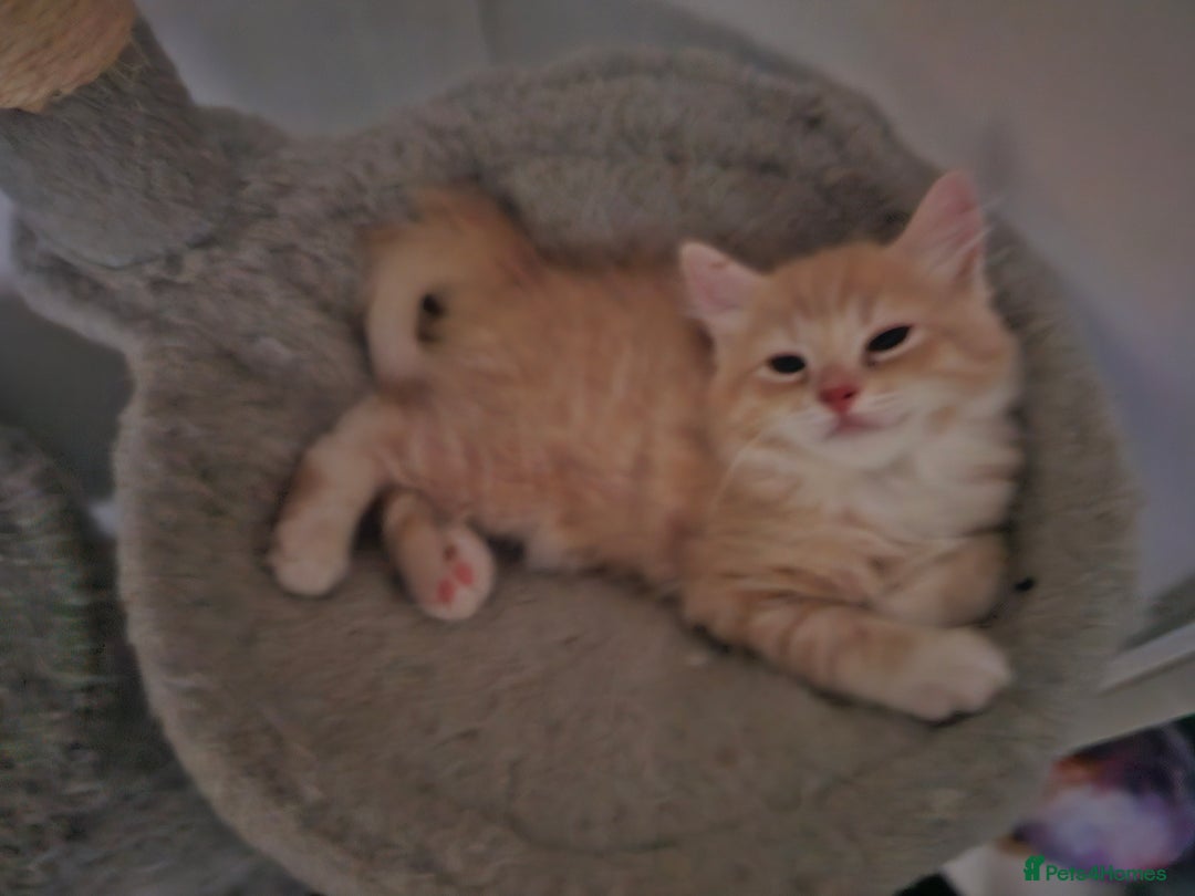 Ragdoll cats for sale: Ragdoll kittens - Image 6