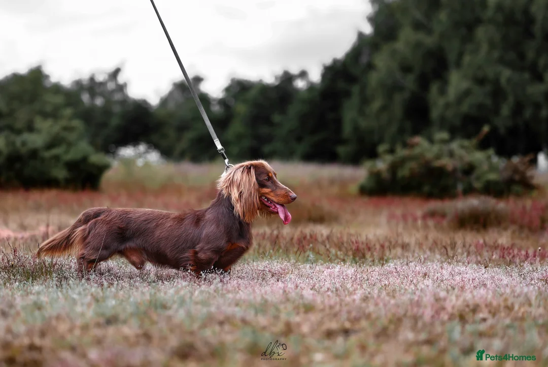 Miniature Dachshund dogs for stud: Chocolate and tan long haired stud in Bromsgrove - Advert 3