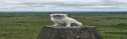 Pug dogs for sale: Maskless Cream Pug 3 yrs old  - Advert 1