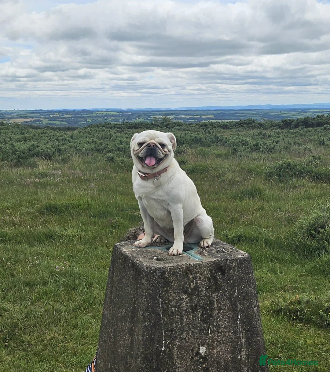Pug dogs for sale: Maskless Cream Pug 3 yrs old  - Advert 1
