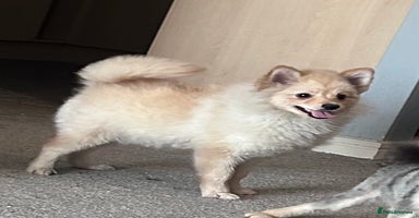 German Spitz dogs - Advert 9