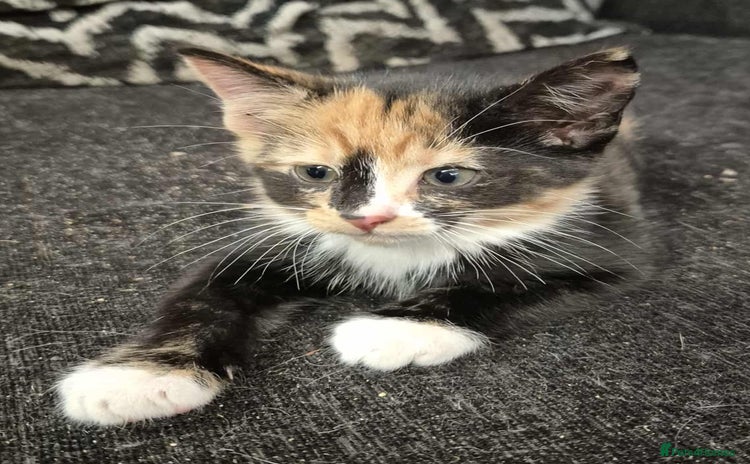 Mixed Breed cats - Advert 13