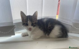 Mixed Breed cats for sale: Kittens for sale bradford  - Image 4