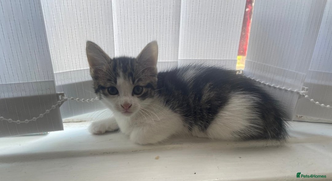 Mixed Breed cats for sale: Kittens for sale bradford  - Image 4