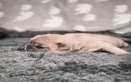 French Bulldog dogs for sale: French Bulldogs - Image 10