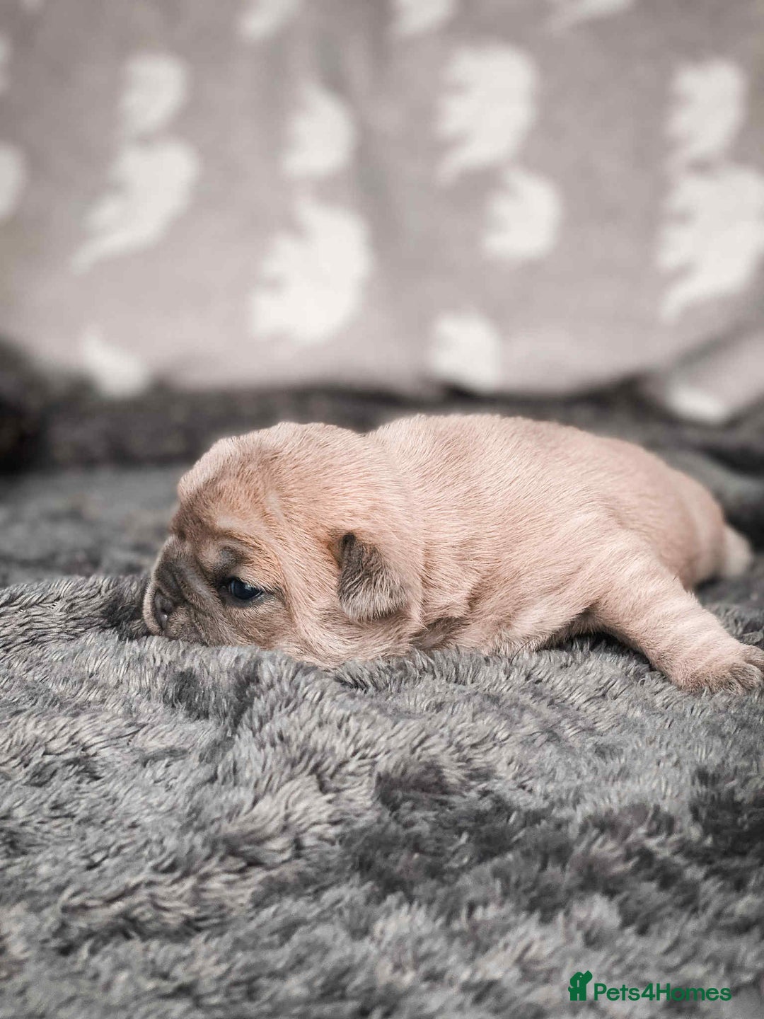 French Bulldog dogs for sale: French Bulldogs - Image 10