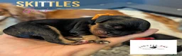 Cavalier King Charles Spaniel dogs for sale: KC Cavalier Pups - DNA, heart & eye tested parents - Advert 9