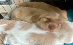 Sprocker dogs for sale: Beautiful spaniel puppies  - Image 8