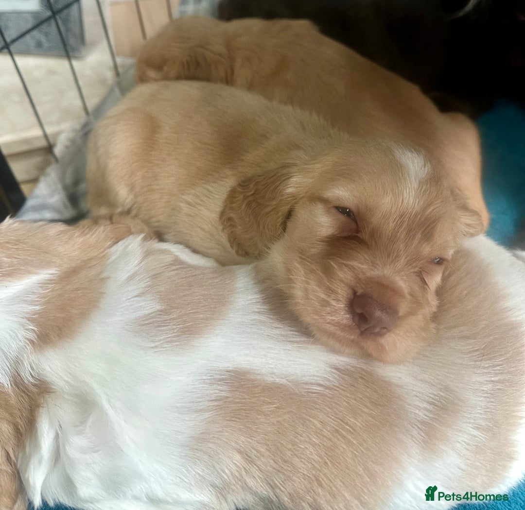 Sprocker dogs for sale: Beautiful spaniel puppies  - Image 8