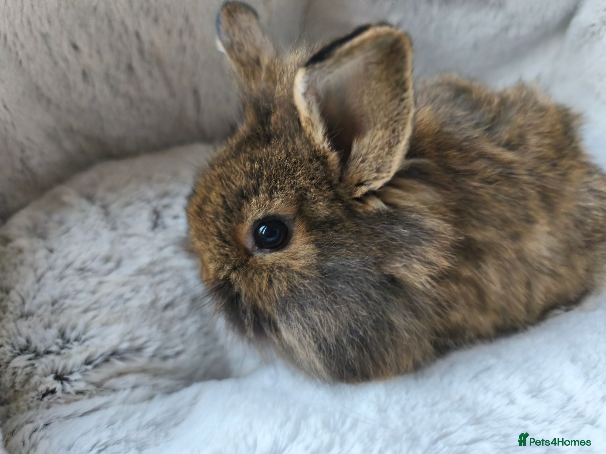 Mini Lop rabbits Ready Now 💙💖 - Advert 1
