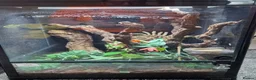 Mixed Breed reptiles for sale: Reptile collection up for sale - Advert 4