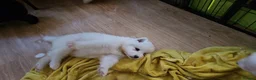 Samoyed dogs for sale: Samoyed puppies  in London - Advert 5