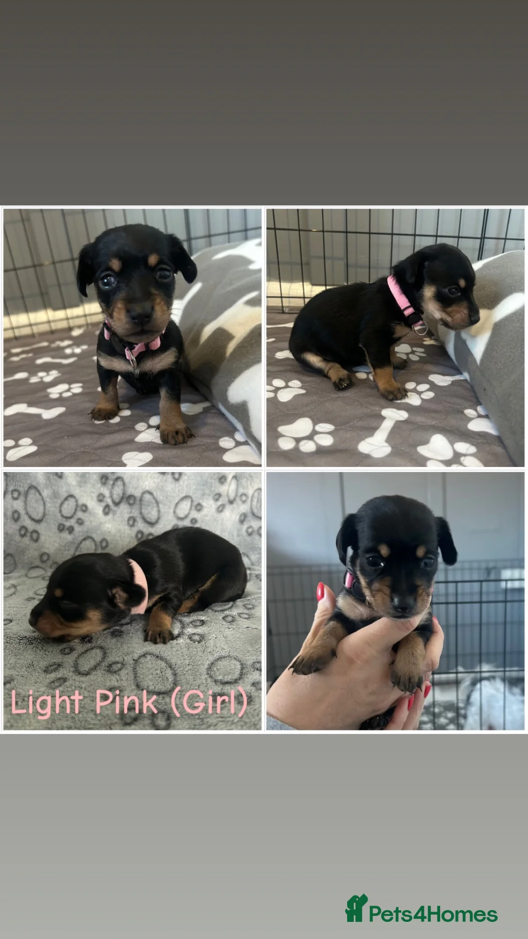 Mixed Breed dogs for sale: Dashund/Maltese puppies - Advert 2
