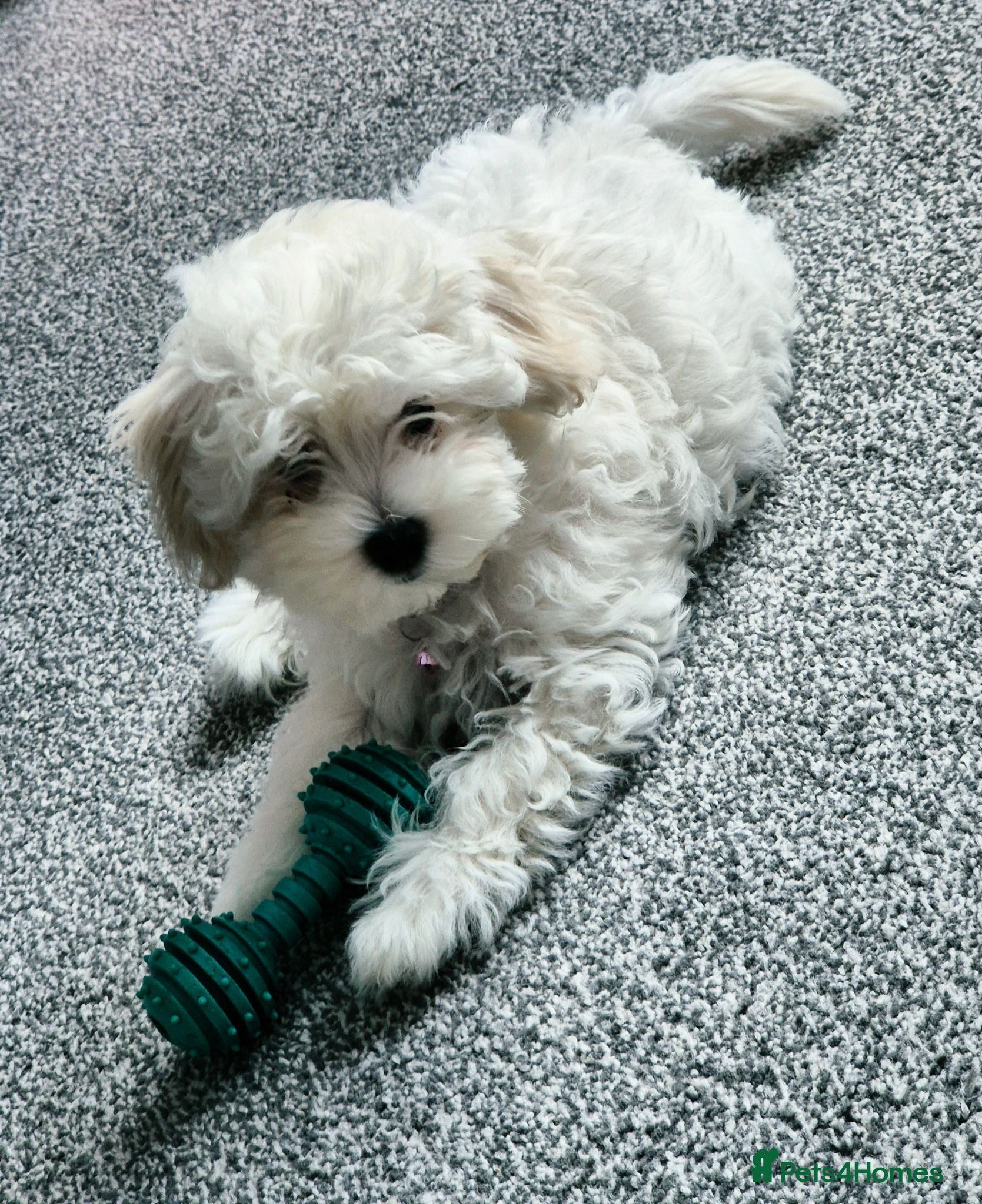 Maltipoo dogs Home-Raised F1 Maltipoo Puppy – ready Now - Advert 11