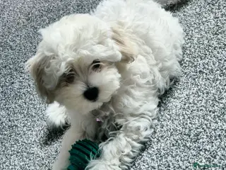 Maltipoo dogs Home-Raised F1 Maltipoo Puppy – ready Now - Advert 11
