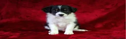 Border Collie dogs for sale: 🌟READY NOW!🌟 Stunning KC Reg Border Collie Pups  - Advert 4
