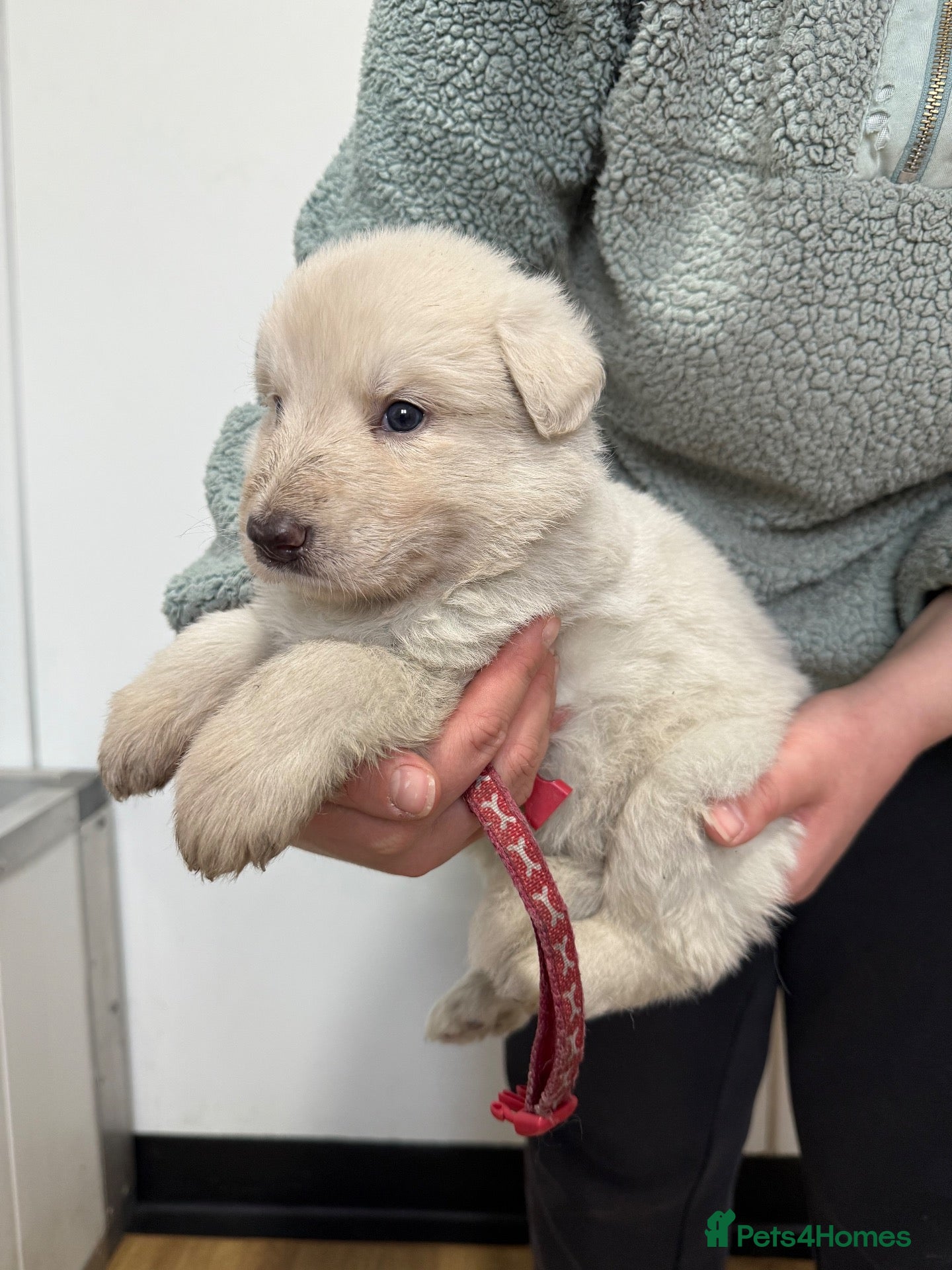 German Shepherd dogs Stunning kcreg white and blue German shepherd pups - Advert 2