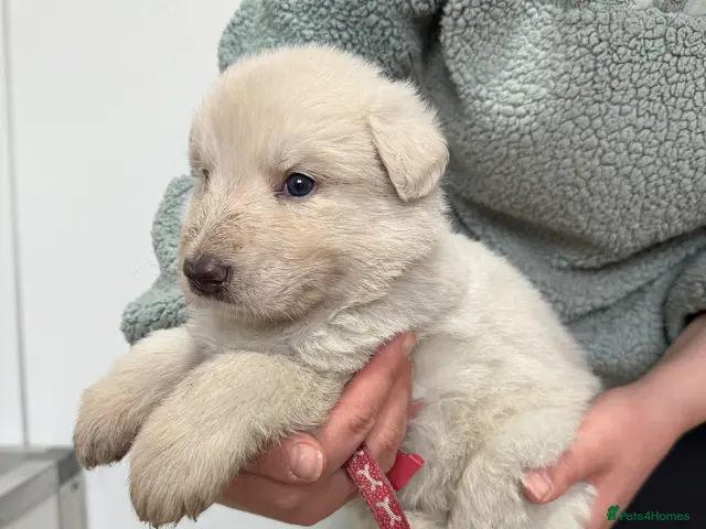 German Shepherd dogs for sale: Stunning kcreg white and blue German shepherd pups - Advert 2