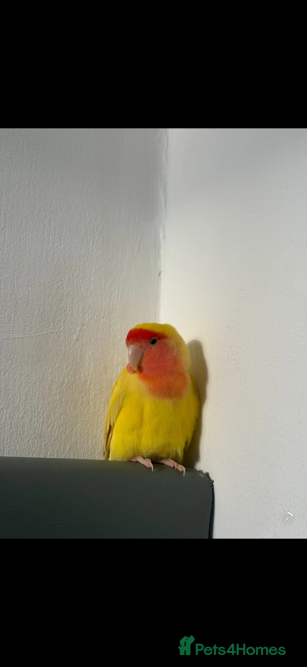 Lovebirds birds for sale: Lovebird  - Advert 2