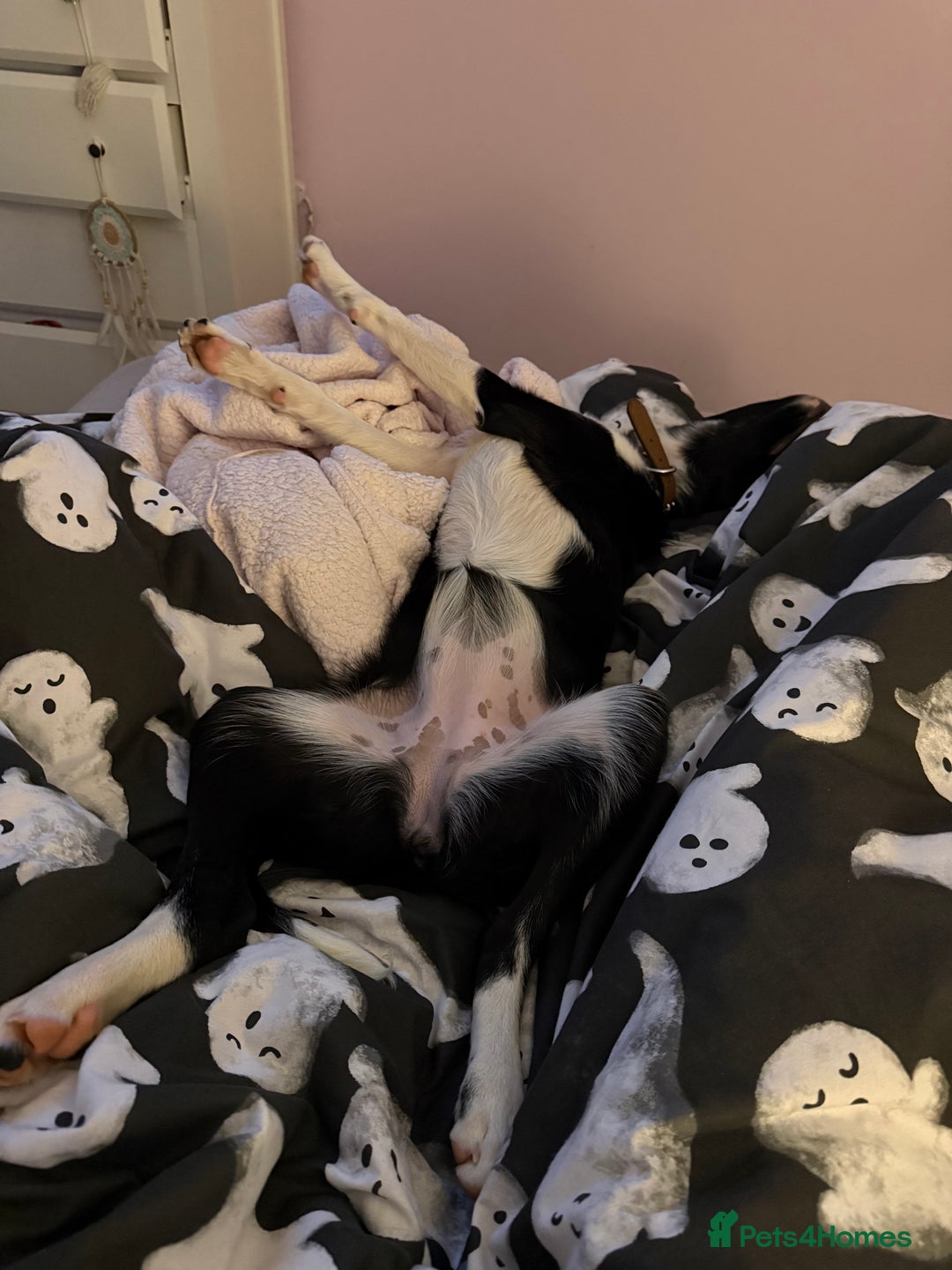 Border Collie dogs for sale: Darcy - Advert 4